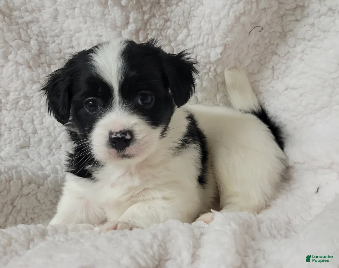 Havanese dogs for sale: Havanese 2 Boomer - Ad 1