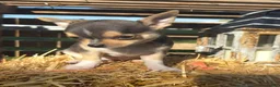 Chihuahua dogs for sale: Ally - Ad 4