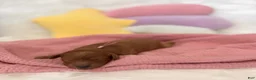 Mini Goldendoodle dogs for sale: Rose Collar  - Ad 15
