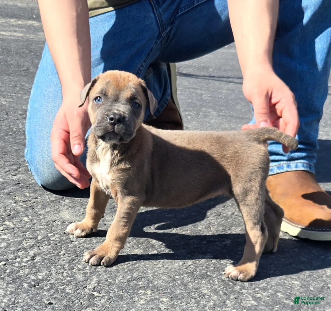 Mixed Breed dogs for sale: Hawks Paris - Ad 2