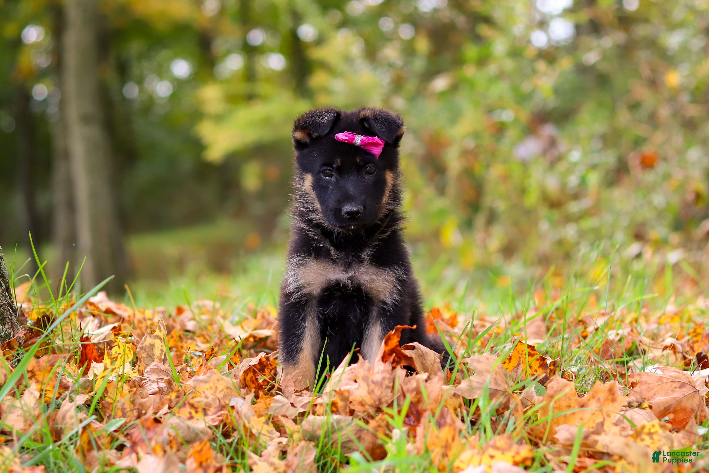 German Shepherd dogs Renita - Ad 2