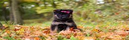 German Shepherd dogs for sale: Renita - Ad 2