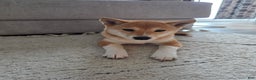 Shiba Inu dogs for sale: Shiba Inu Puppy 1 - Ad 3
