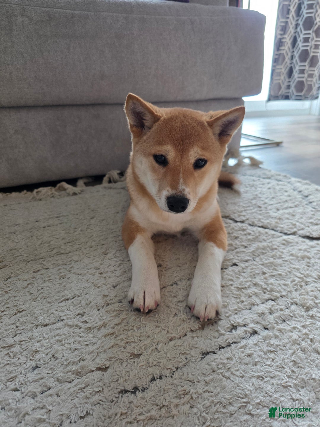 Shiba Inu dogs for sale: Shiba Inu Puppy 1 - Ad 3