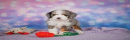 Mini Bernedoodle dogs for sale: Sandy - Ad 9