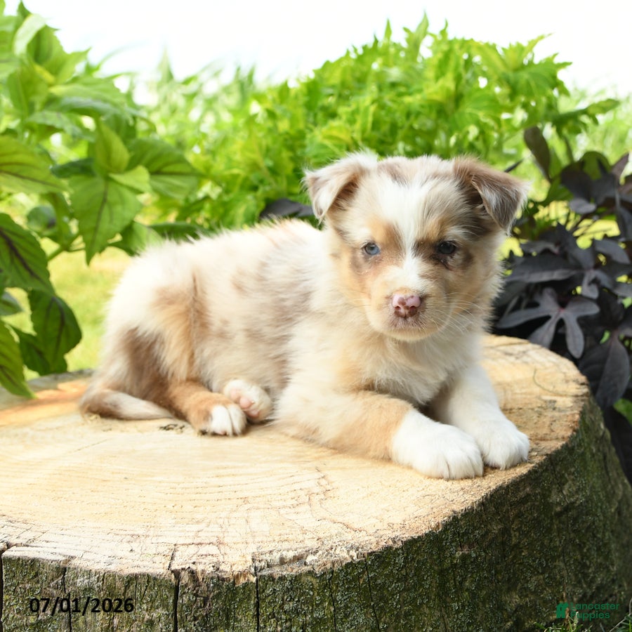 Australian Shepherd dogs Primrose - Ad 2