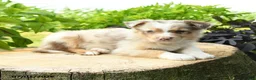 Australian Shepherd dogs for sale: Primrose - Ad 2