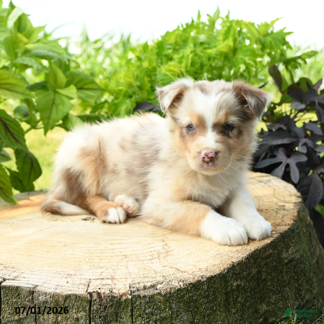 Australian Shepherd dogs for sale: Primrose - Ad 2