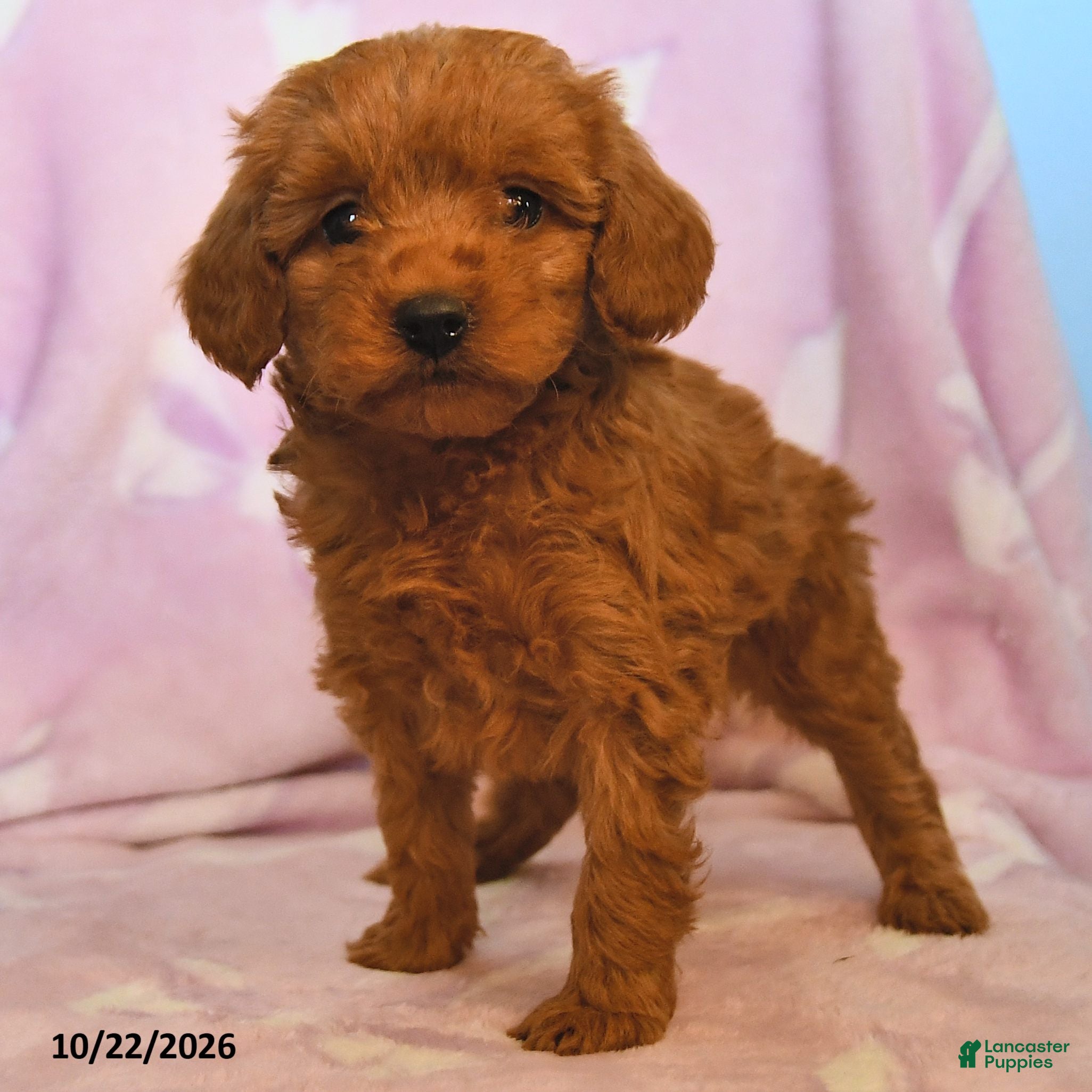 Mini Goldendoodle dogs for sale: Lilac - Ad 2