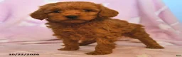 Mini Goldendoodle dogs for sale: Lilac - Ad 2