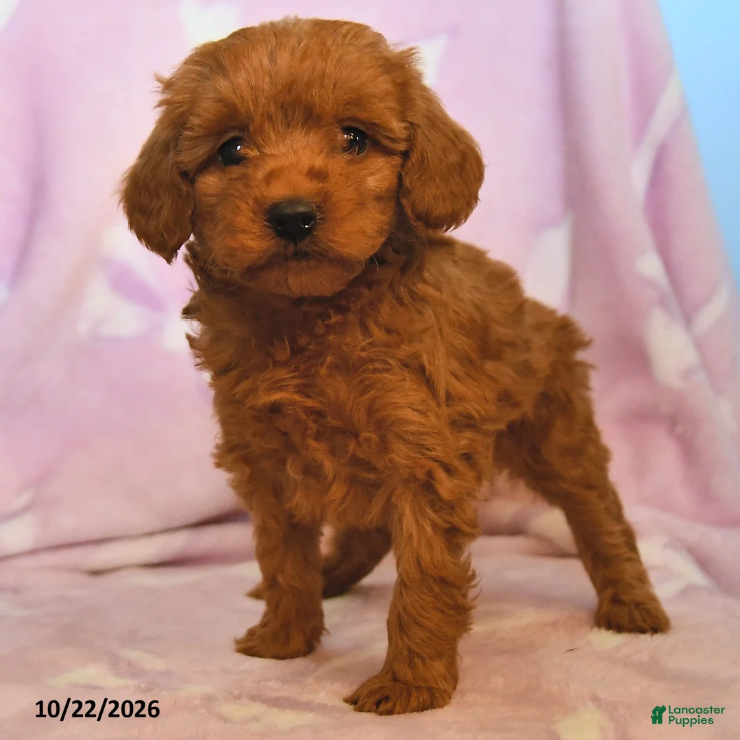 Mini Goldendoodle dogs for sale: Lilac - Ad 2