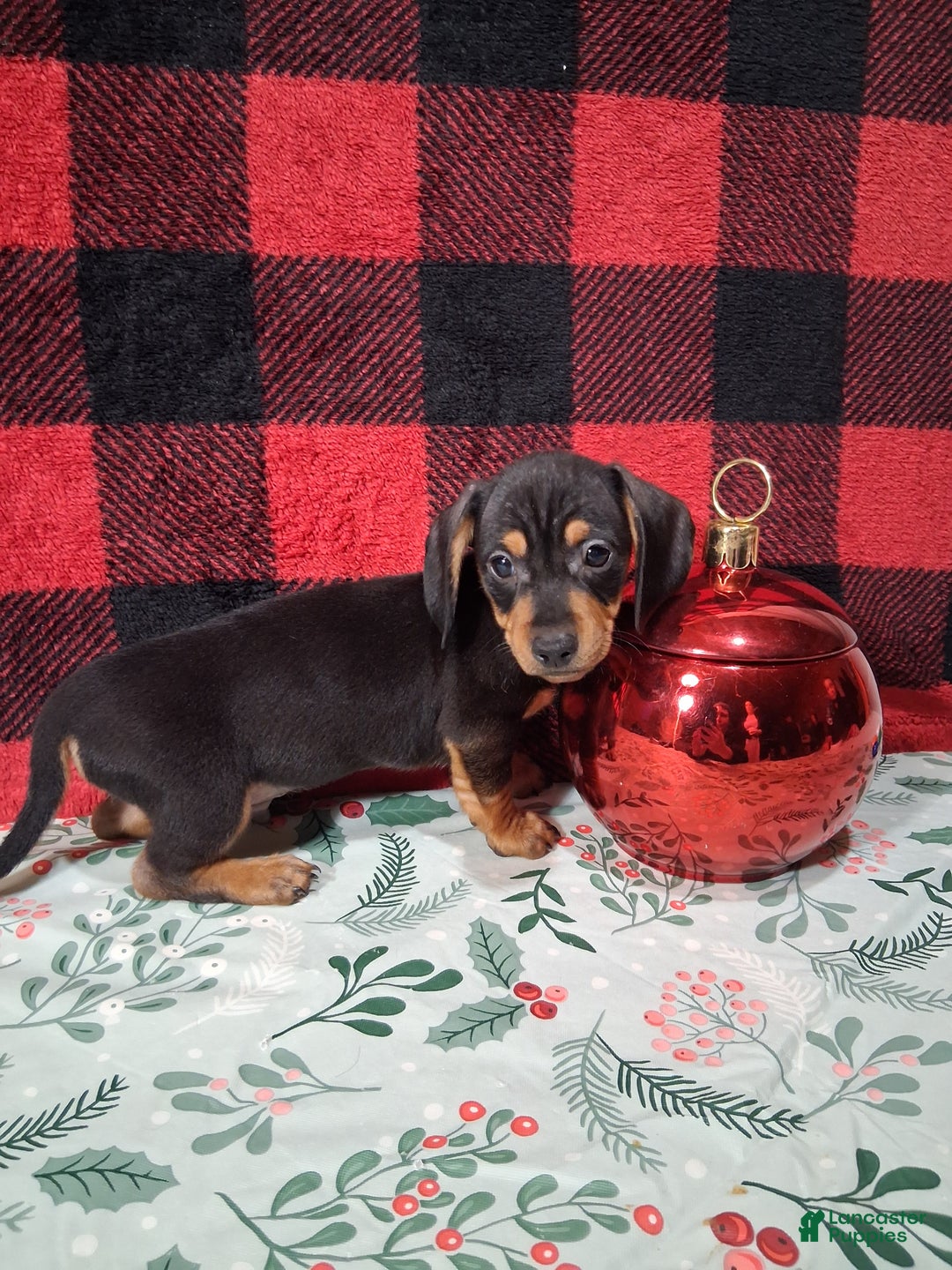Miniature Dachshund dogs for sale: Snickers - Ad 1