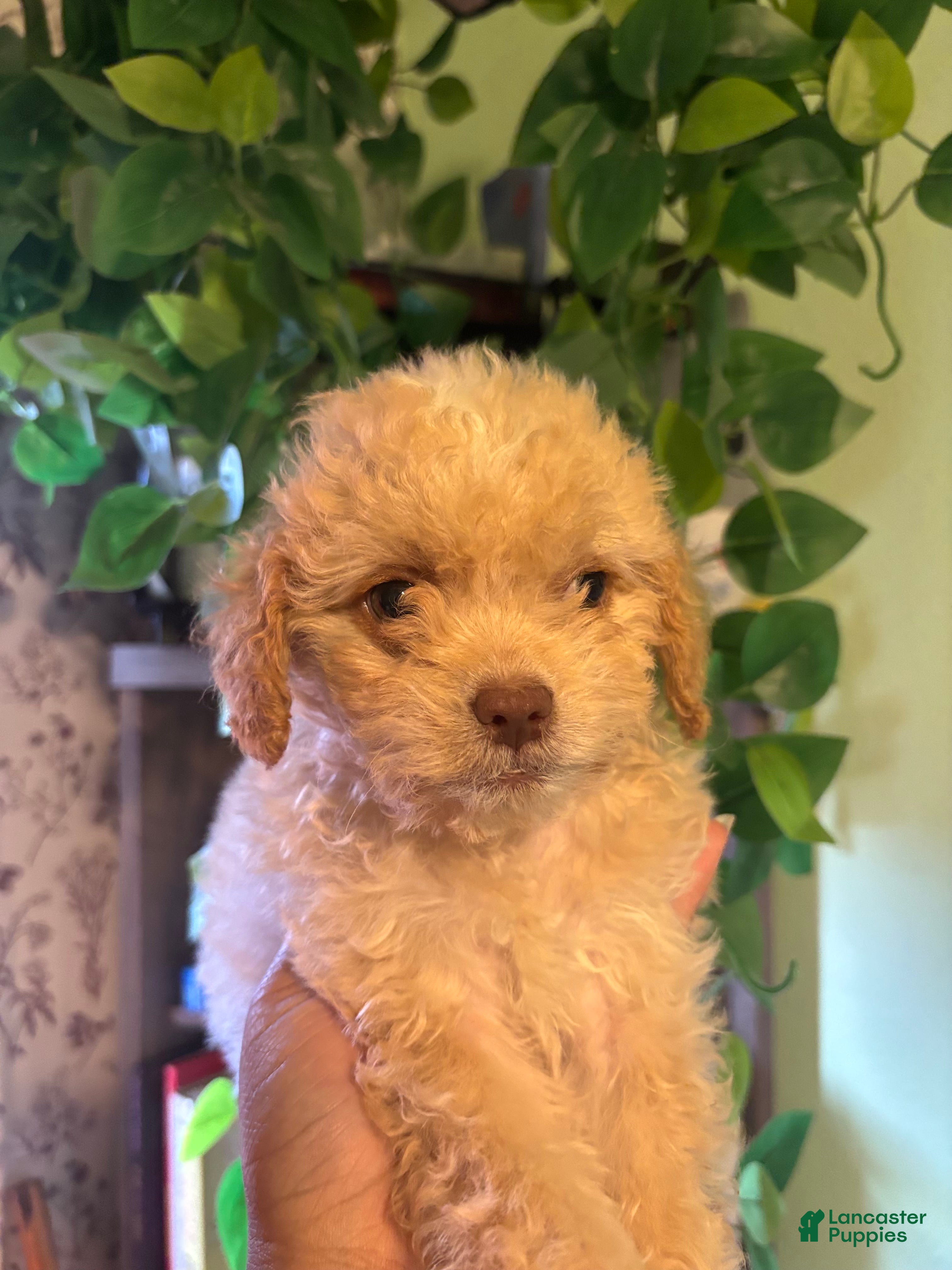 Maltipoo dogs Mills - MALE PUPPY - Ad 1