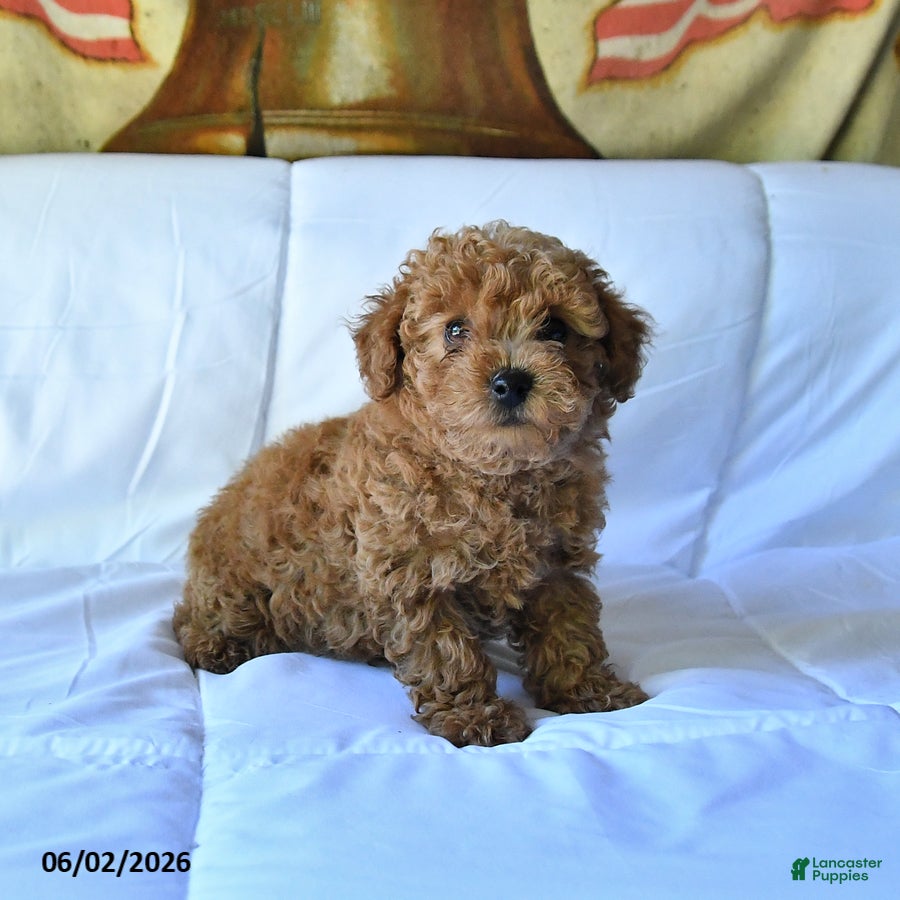 Toy Poodle dogs Marshall - Ad 1