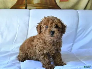 Toy Poodle dogs for sale: Marshall - Ad 4