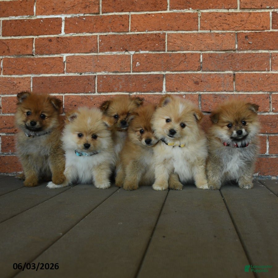 Pomeranian dogs for sale: Gus - Ad 3