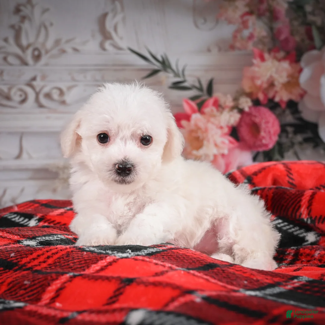 Bichon Frise dogs for sale: AKC-Misty - Ad 7
