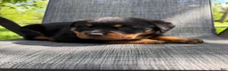 Rottweiler dogs for sale: Titan - Ad 12