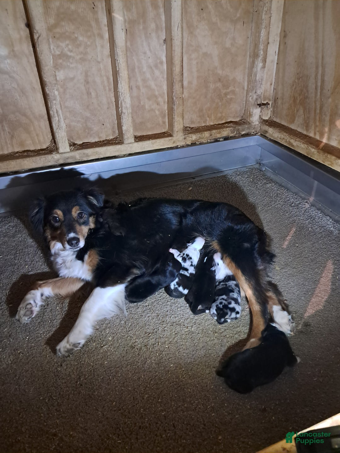Miniature Australian Shepherd dogs for sale: Miniature Australian Shepherd Puppy 2 - Ad 3