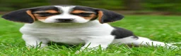 Beagle dogs for sale: Bee - Ad 2