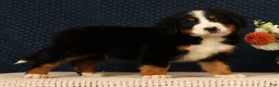 Bernese Mountain Dog dogs for sale: Hitch - Ad 7