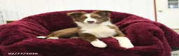Border Collie dogs for sale: Aspen - Ad 3
