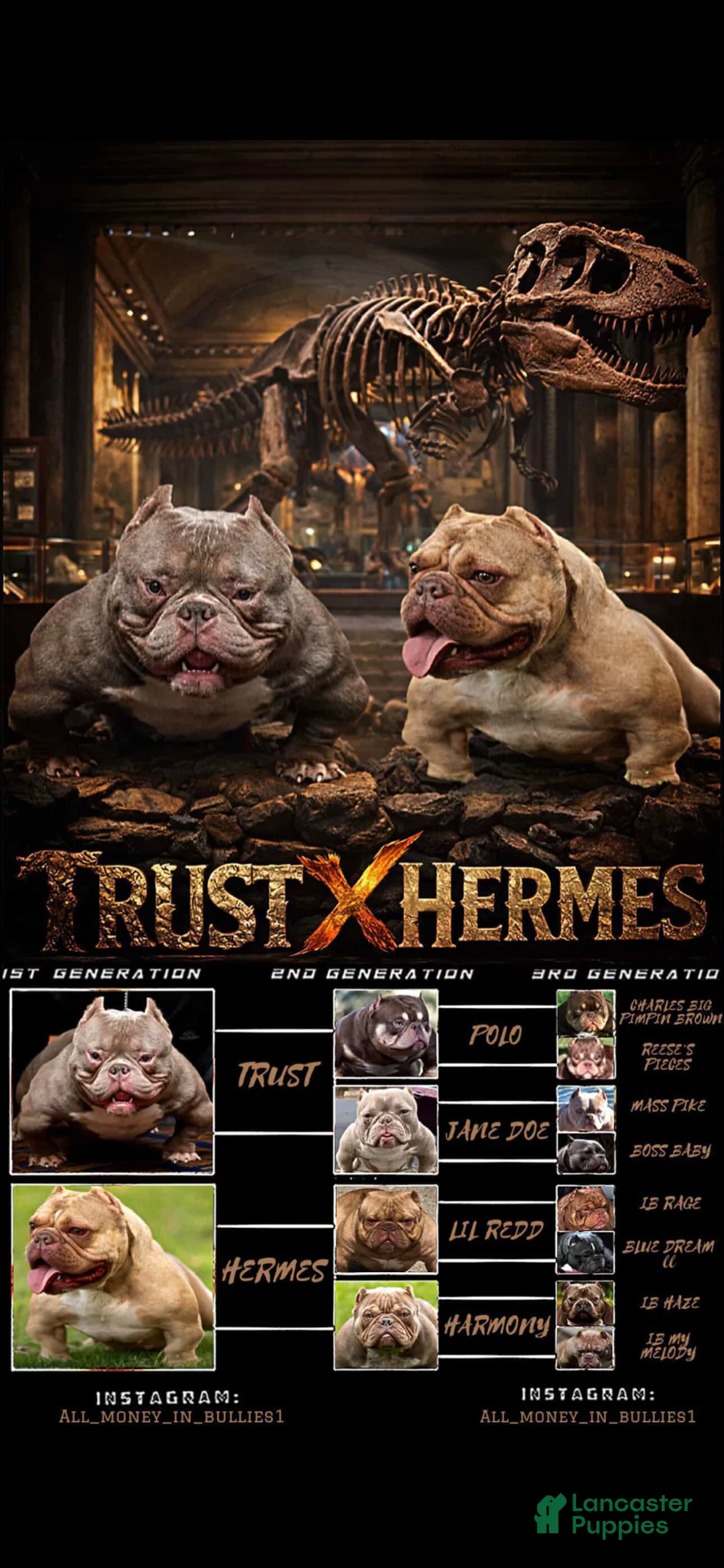 American Bully dogs for sale: American Bully Puppy 1 - Ad 2