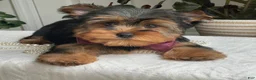 Yorkshire Terrier dogs for sale: Flo - Ad 3