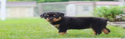 Rottweiler dogs for sale: Dollie - Ad 5
