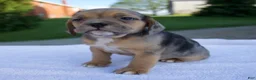 Beabull dogs for sale: Ky - Ad 3