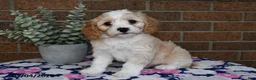 Cavachon dogs for sale: Elmo - Ad 3