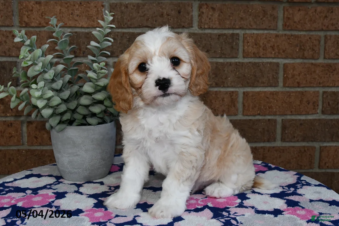 Cavachon dogs for sale: Elmo - Ad 3