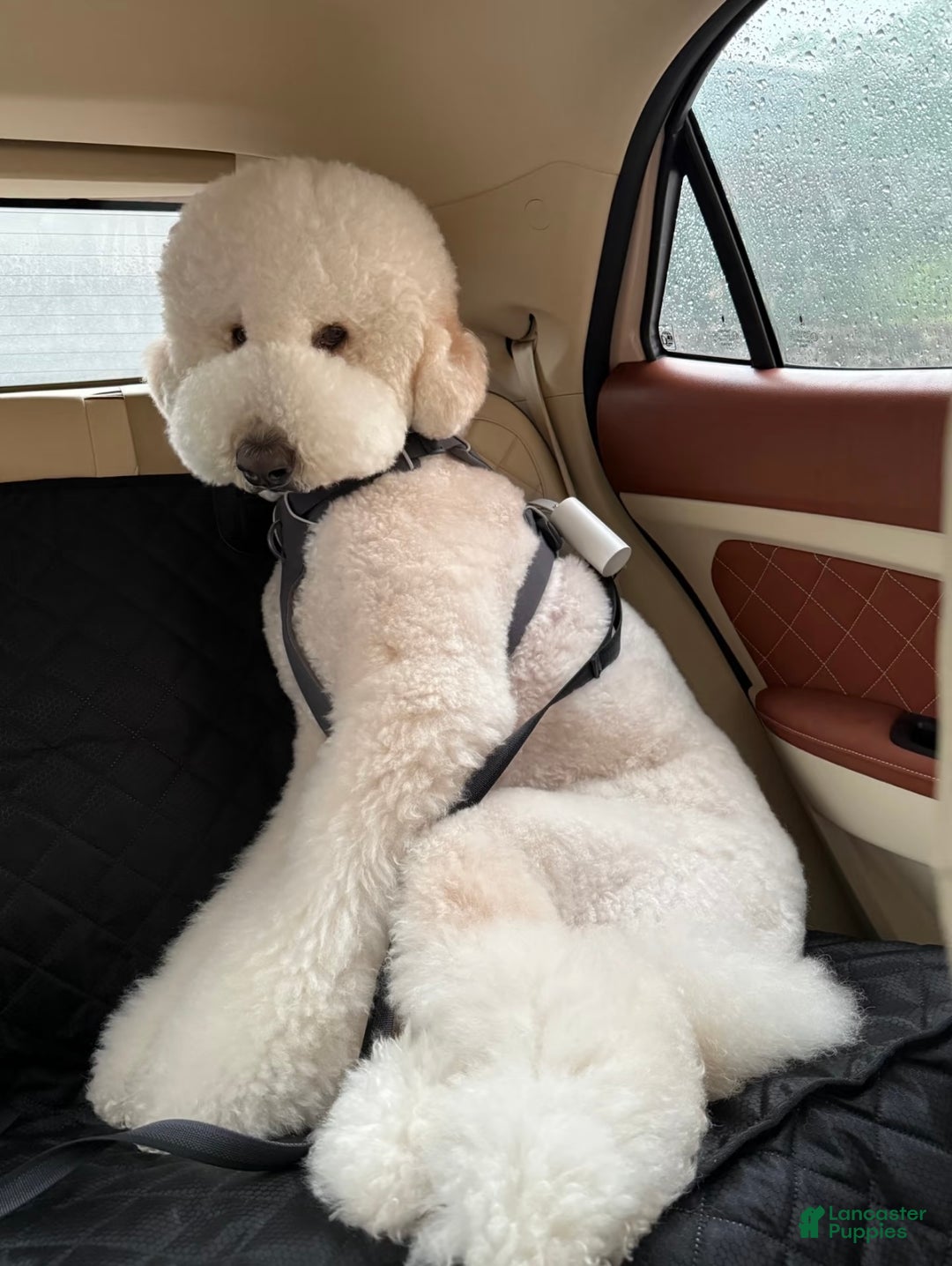 Standard Poodle dogs for sale: Standard Poodle Puppy 3 - Ad 5