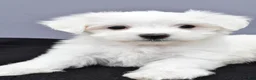 Maltese dogs for sale: Charlie - Ad 2