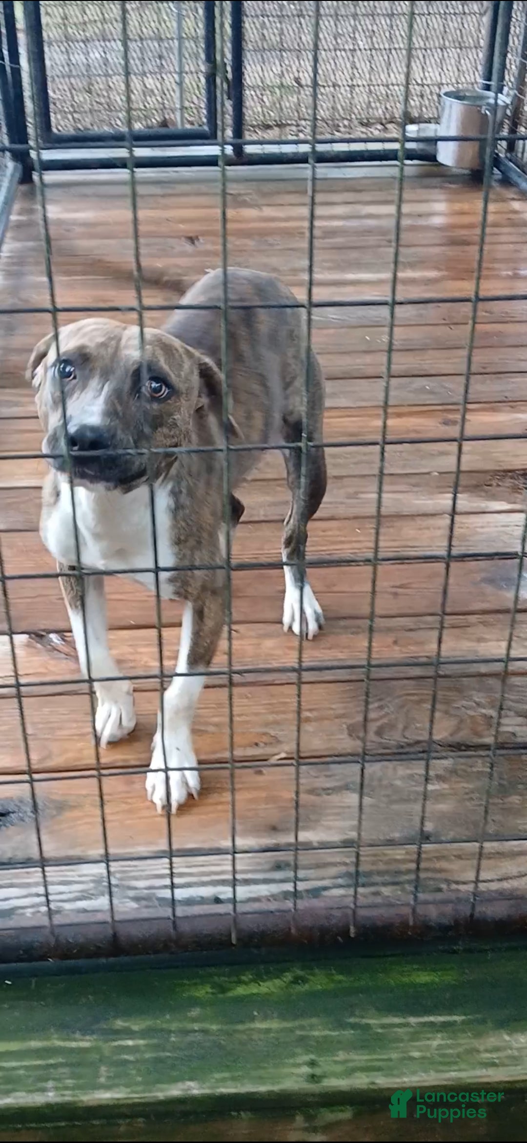 American Pit Bull Terrier dogs American Pit Bull Terrier Puppy 1 - Ad 1