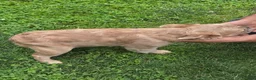 French Bulldog dogs for sale: French Bulldog Puppy 3 Dior - Ad 2