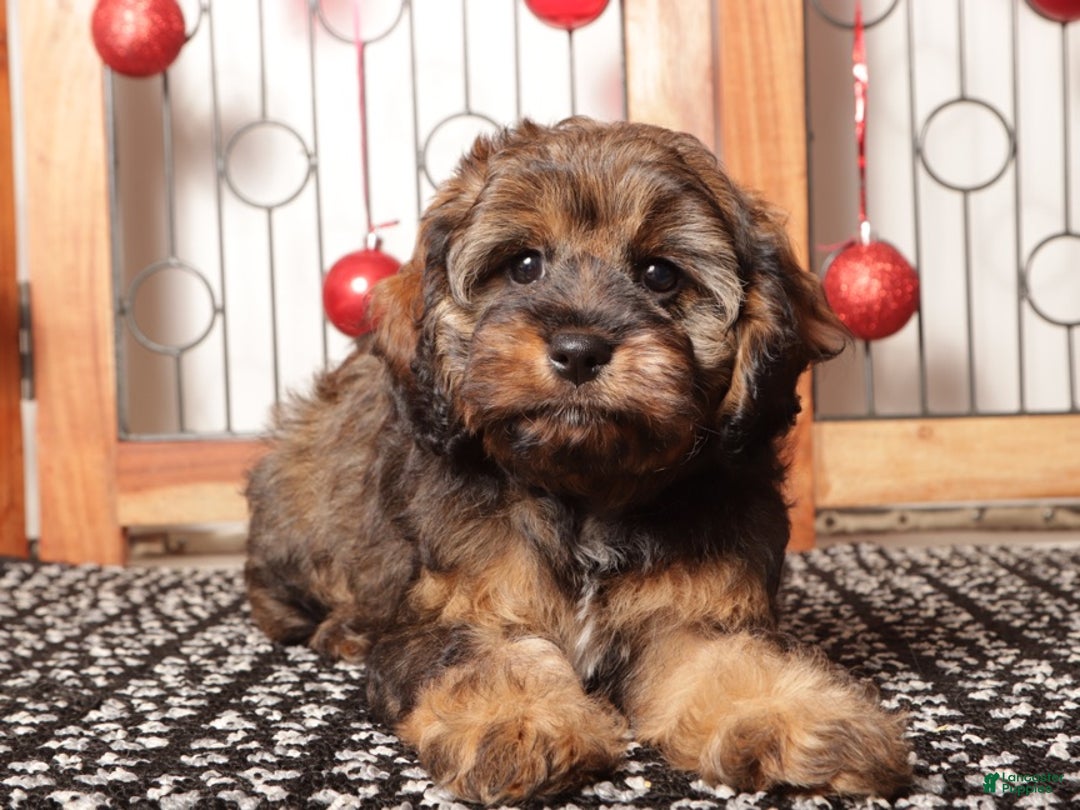 Cavapoo dogs for sale: Gracie - Ad 1