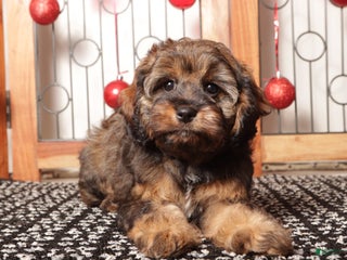 Cavapoo dogs Gracie - Ad 17