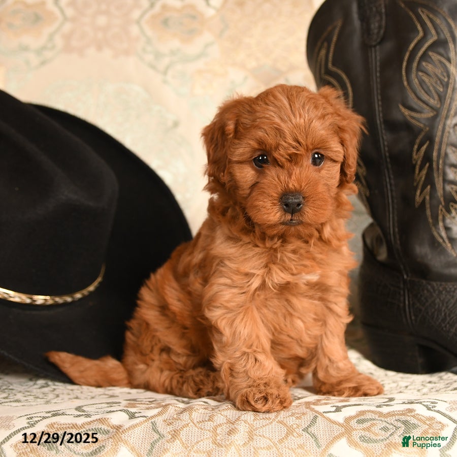 Cavapoo dogs Lovey bear - Ad 21
