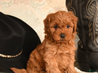 Cavapoo dogs Lovey bear - Ad 21