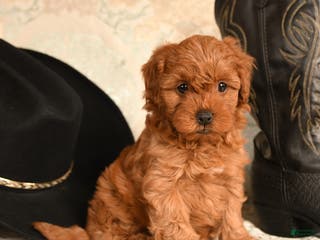 Cavapoo dogs Lovey bear - Ad 42