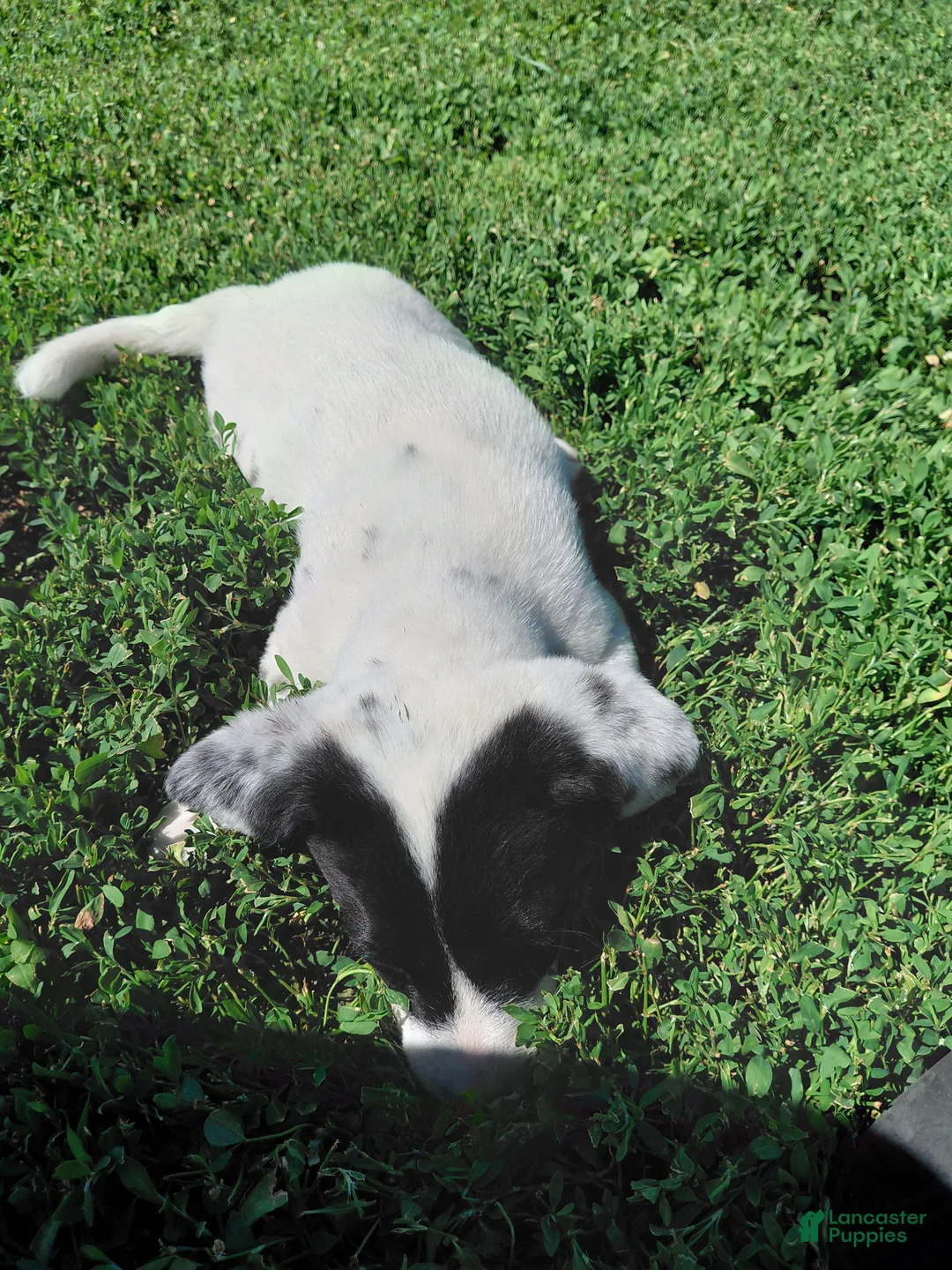 Australian Cattle Dog dogs for sale: Australian Cattle Dog Puppy 1 - Ad 2