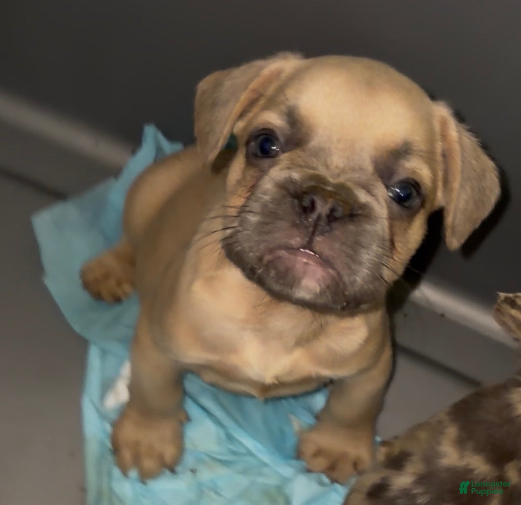 French Bulldog dogs Big boy - Ad 1