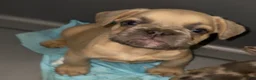 French Bulldog dogs for sale: Big boy - Ad 1