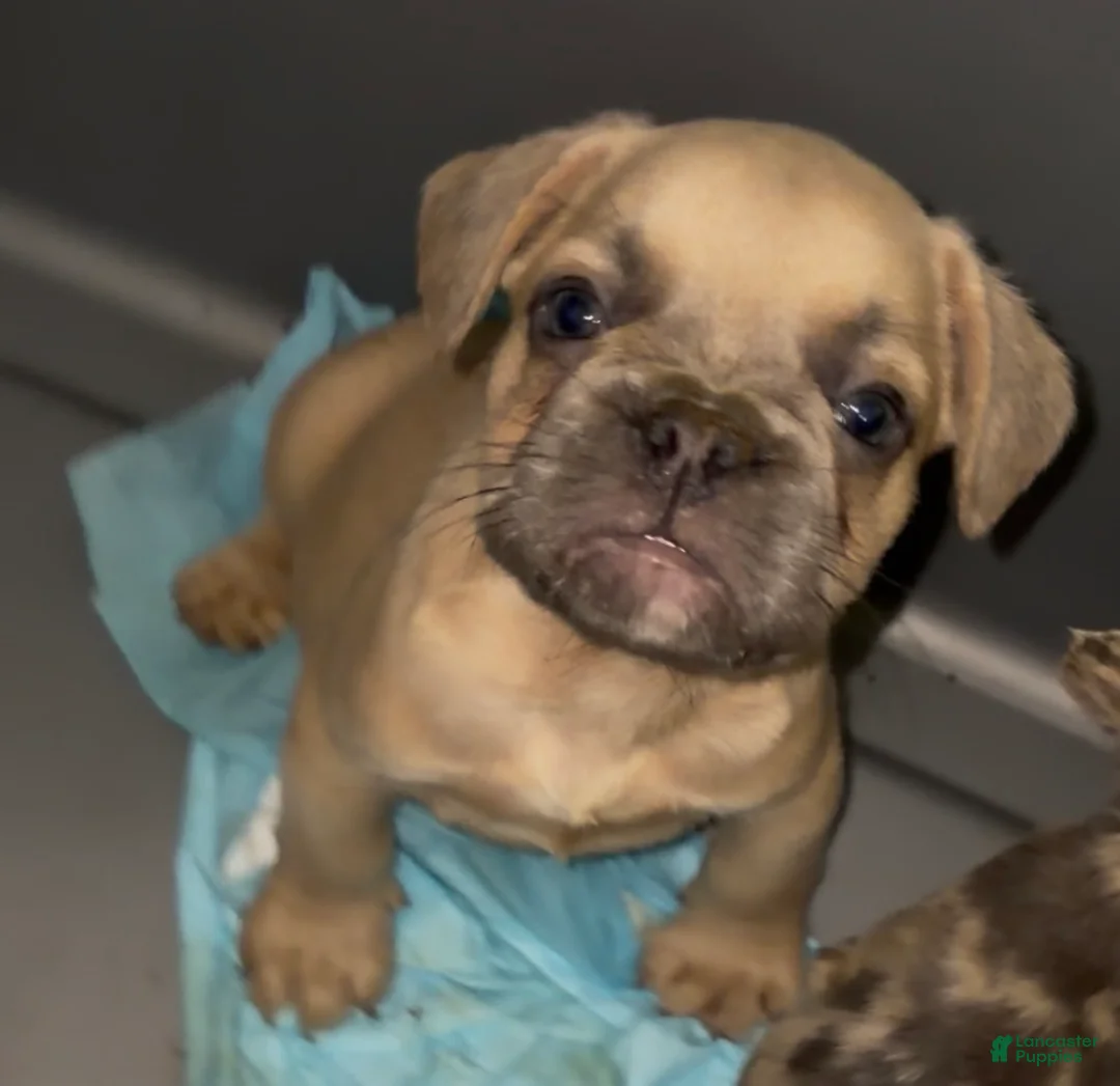 French Bulldog dogs for sale: Big boy - Ad 1