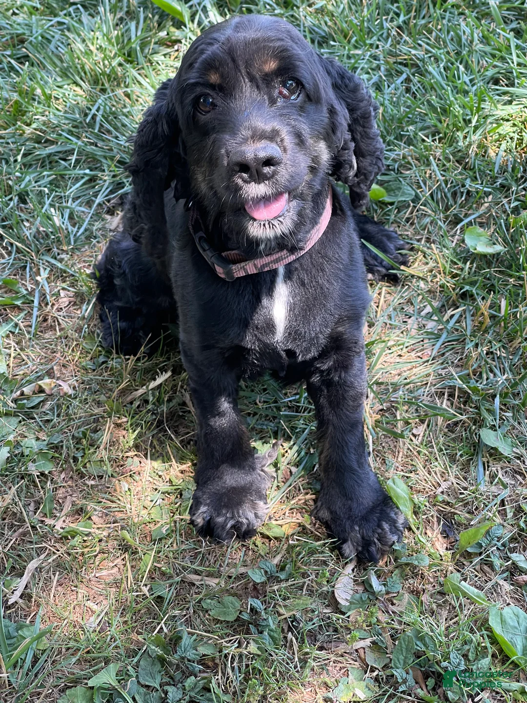 Cockapoo dogs for sale: Snowflake  - Ad 4