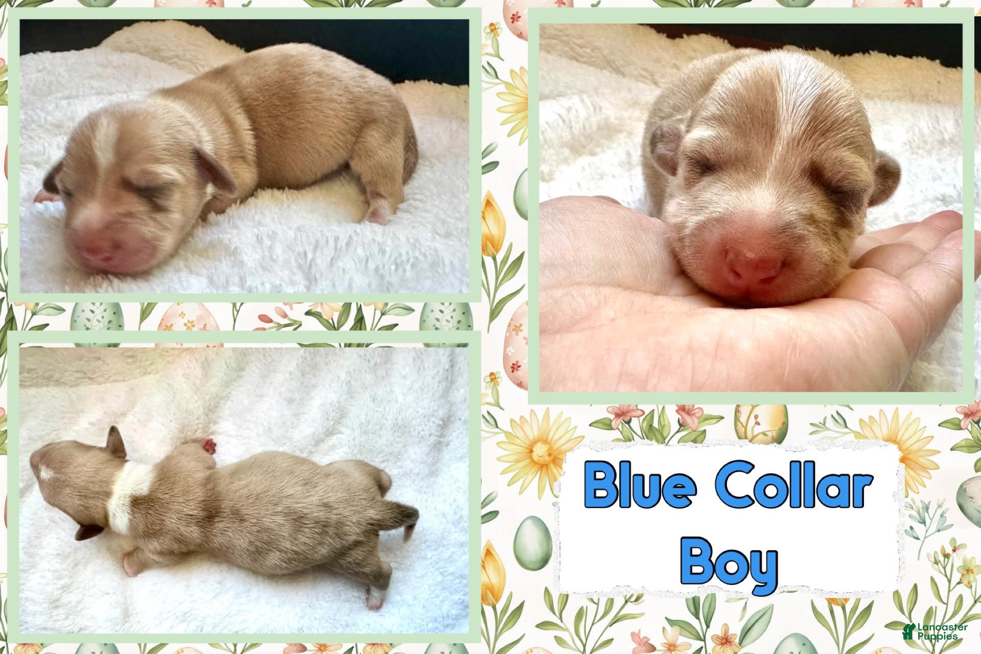 Miniature Dachshund dogs for sale: Miniature Dachshund Puppy 4 - Ad 4