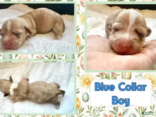 Miniature Dachshund dogs for sale: Miniature Dachshund Puppy 4 - Ad 4