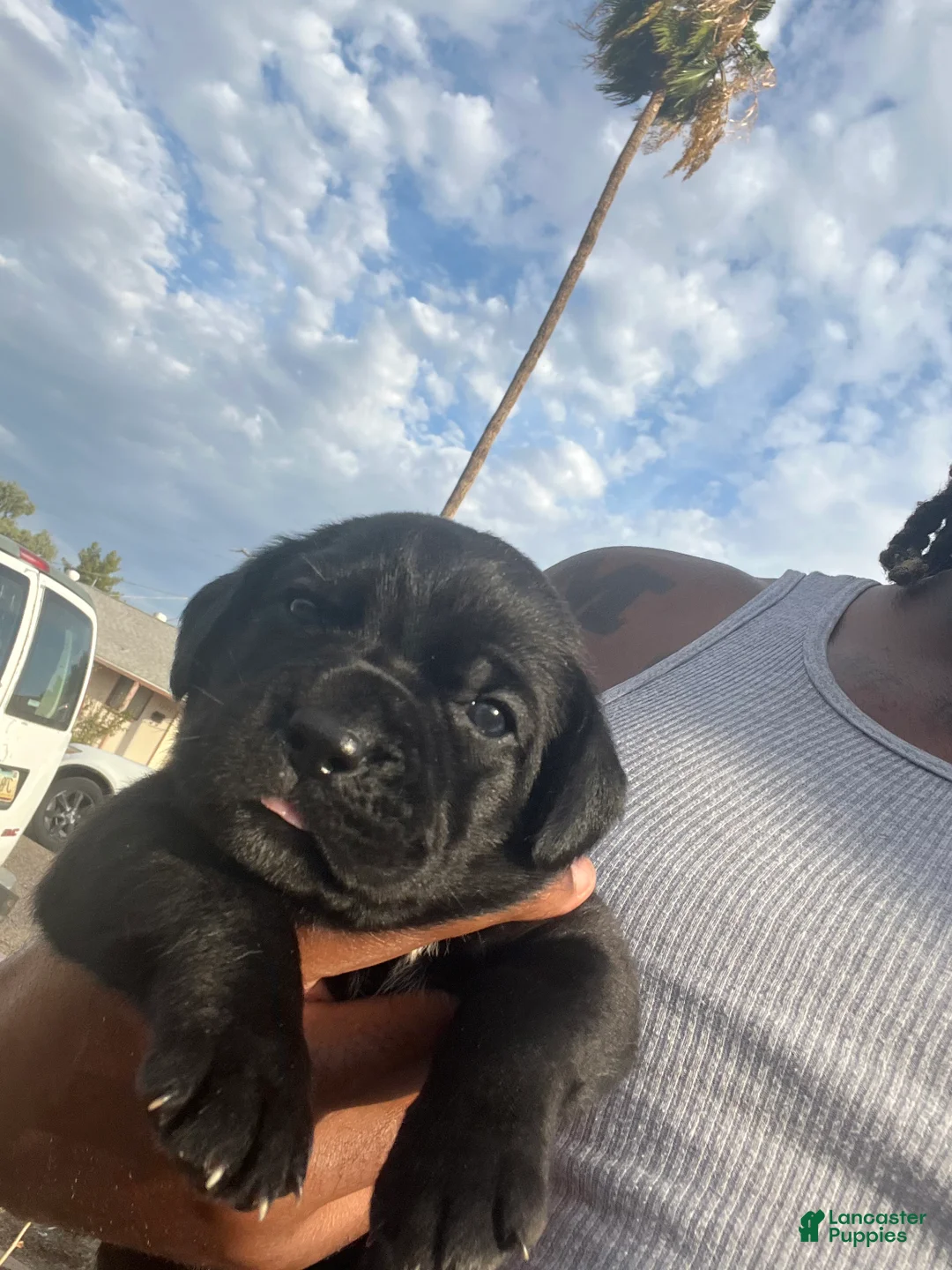 Cane Corso dogs for sale: zelda - Ad 1