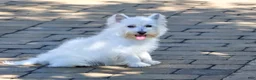 West Highland Terrier dogs for sale: Caroline - Ad 2